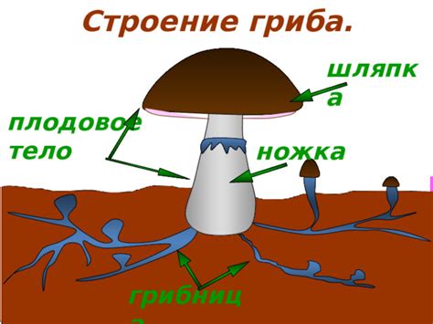 Основной этап: связывание гриба