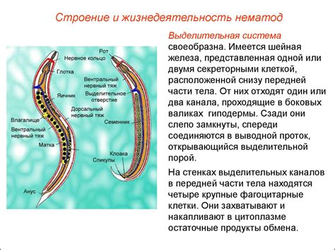 Основные виды глистов