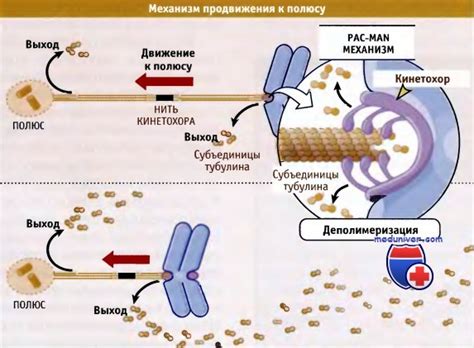 Основные механизмы формирования максимально конденсированных хромосом