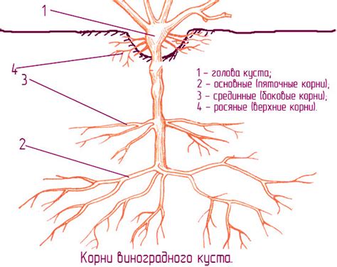 Основные ошибки при посадке дикого винограда осенью