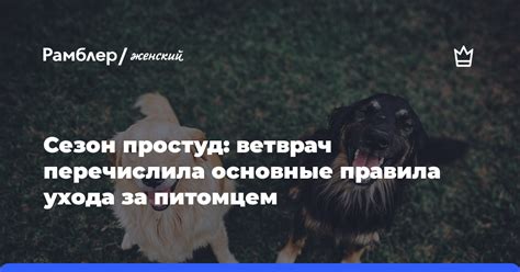 Основные правила ухода за зеленым радужным питомцем