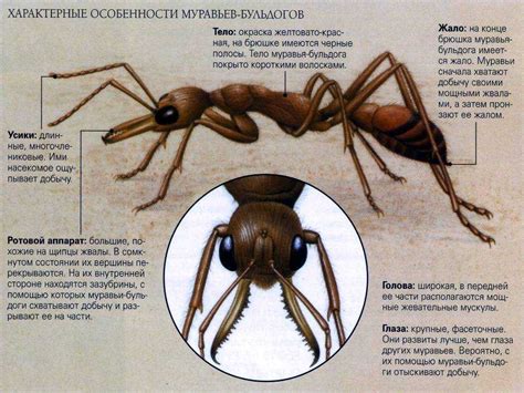 Основные признаки видов муравьев