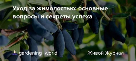 Основные принципы ухода за жимолостью