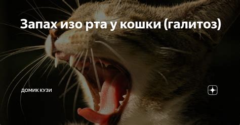 Основные причины запаха кошачьей пасти
