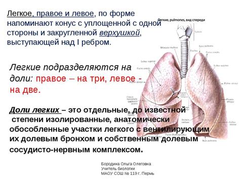 Основные функции легких