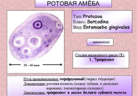 Особенности зрительных органов амебы: глазки стигмы