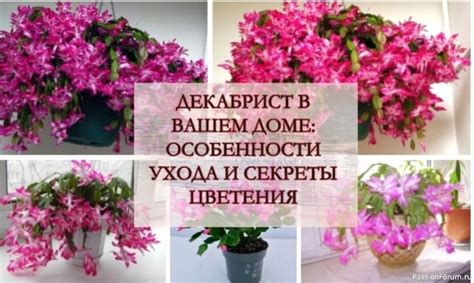 Особенности и секреты