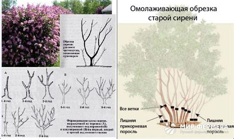 Особенности обрезки и подкормки сирени