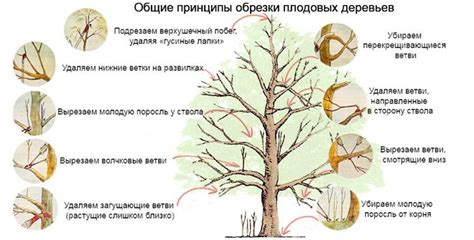 Особенности обрезки молодых и старых черешеневых деревьев