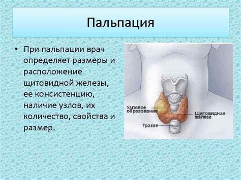 Особенности пальпации щитовидной железы