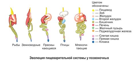 Особенности пищеварительной системы котят