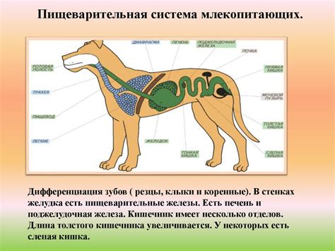 Особенности пищеварительной системы хомяков