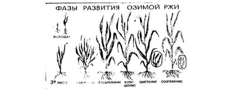 Особенности семеноводства ржи