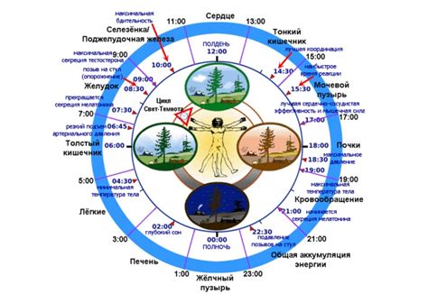 Особенности употребления урсосана в зависимости от времени суток