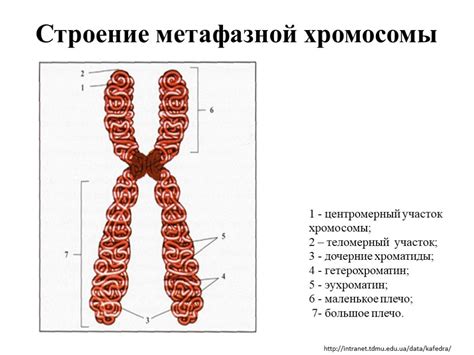 Особенности хромосомы и её структура