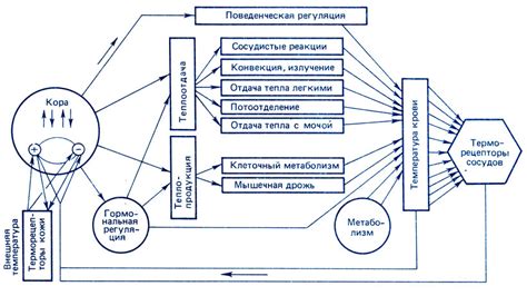 Острицы и их влияние на температуру организма