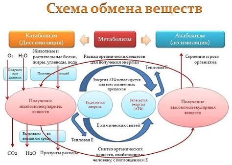 Острое и обмен веществ