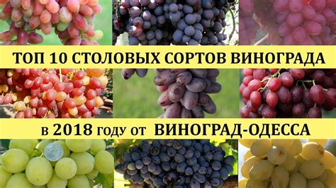 Отбор сортов винограда