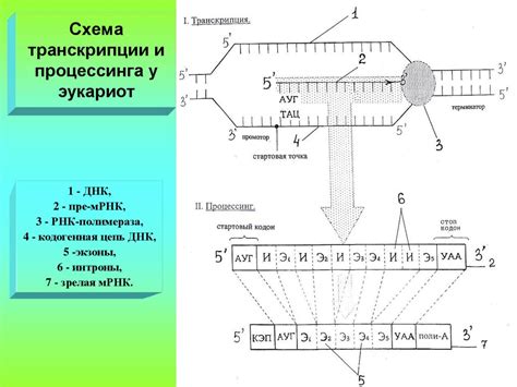 Ответственность генов