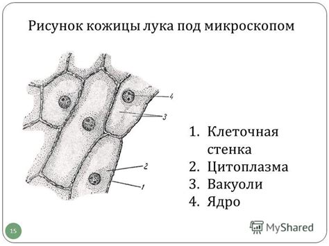 Отделение пленки и кожицы