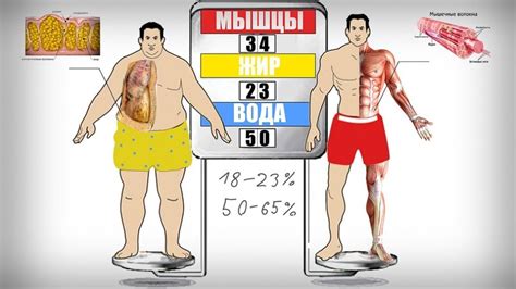 Отложения жира и ослабленные мышцы
