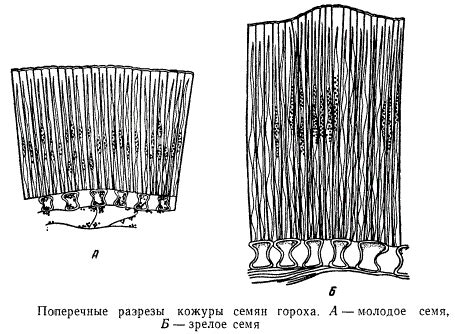 Отрисовка структуры кожуры