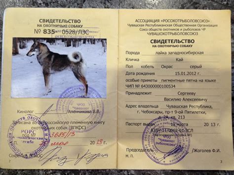 Оформление паспорта щенка с родословной