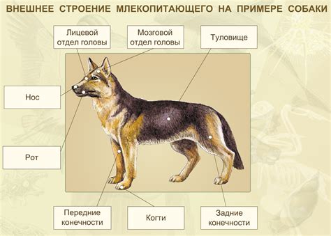 Очерчивание основных форм тела собаки