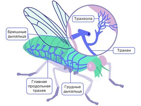 Первоначальные формы насекомых