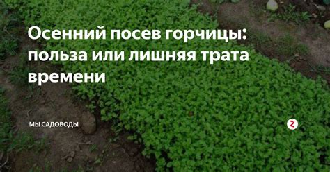 Перепахивание горчицы под зиму: полезная традиция или трата времени?