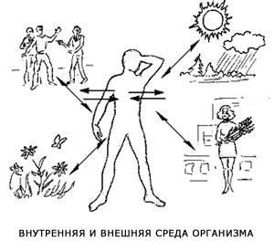 Период приспособления организма к препарату