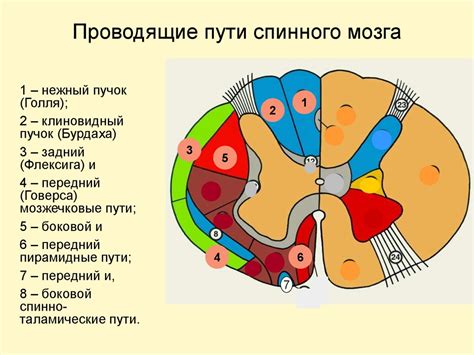 Перспективы развития и вызовы на пути к пересадке мозга