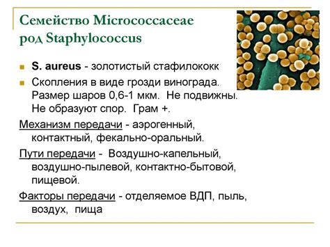 Пищевой путь передачи бактериальных инфекций