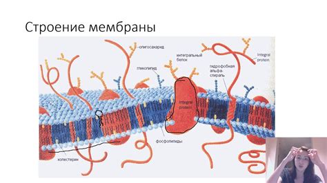 Плазматическая мембрана: что это?