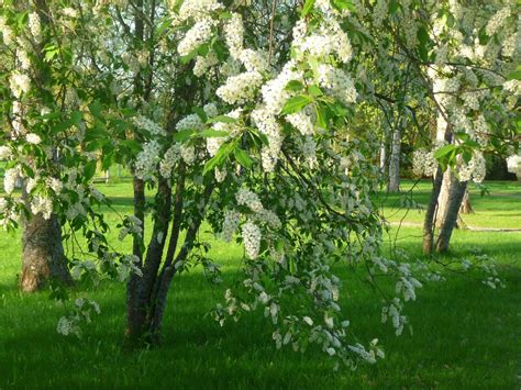 Плодовые сорта деревьев