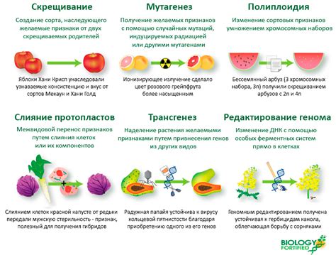 Плюсы и минусы генной модификации у взрослых людей