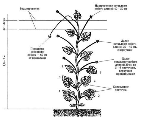 Плюсы и минусы прищипывания огурцов в теплице