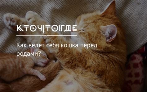 Поведение кошки перед родами