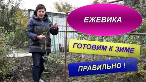 Подготовка дайкона к зиме