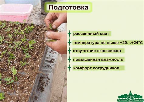 Подготовка для черенкования горького перца