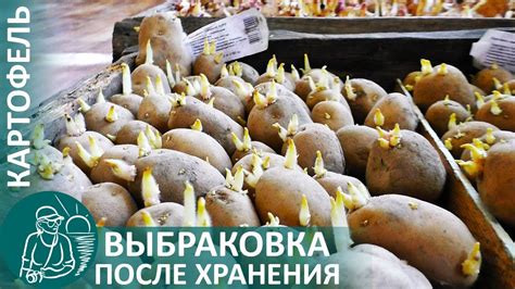 Подготовка картофеля к продаже