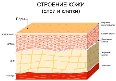 Подготовка кожи для смены оболочки