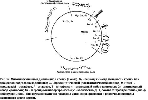 Подготовка к делению