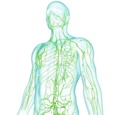 Поддержание здоровья лимфатической системы