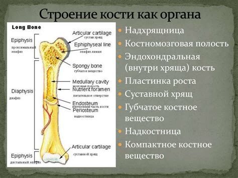 Полезная информация о костях