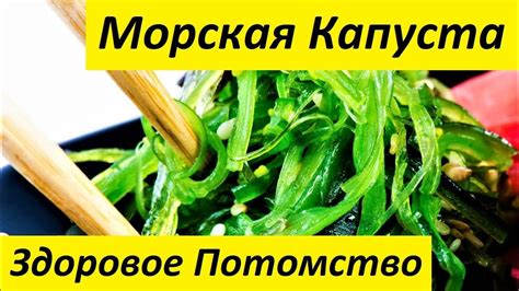 Полезные свойства морской капусты для собак