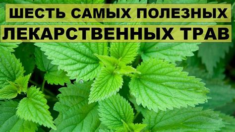 Полезные свойства свежескошенной травы