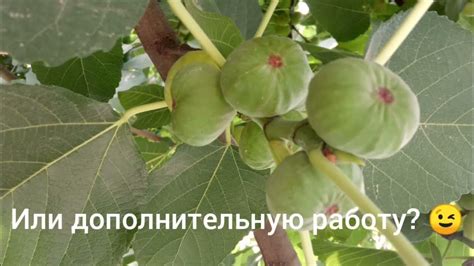 Полив и удобрение инжира: ключевые моменты и рекомендации
