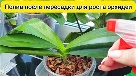 Полив и уход после пересадки