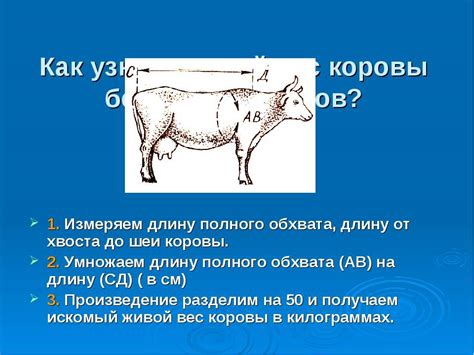 Получение веса коровы без использования весов